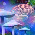 Psilocybin Might Make Your Brain Live in the Moment